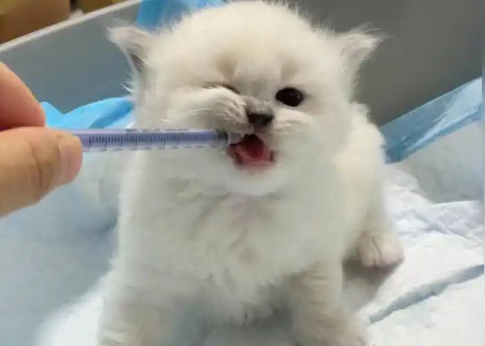 来自小奶猫喝奶各种表情