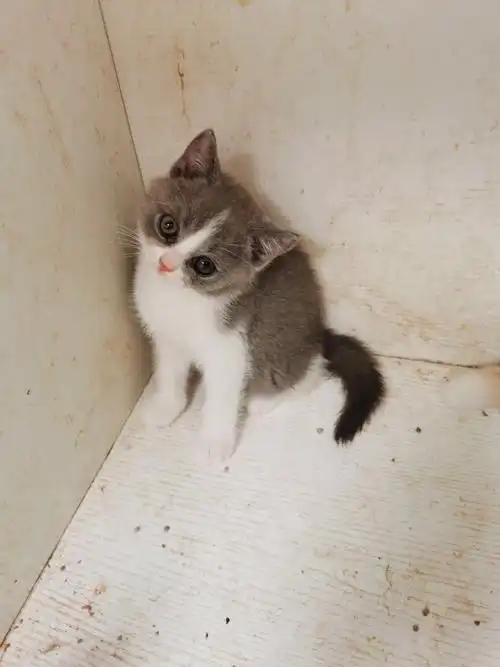 英短纯乳蓝白蓝乳5月13号出生地址泰州医药高新区爸爸英短蓝白妈