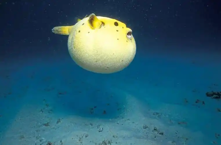 音频科普丨气鼓鼓的河豚