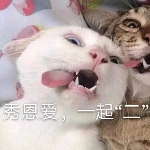 萌宠gif猫星人gif秀恩爱gif一起二gif搞怪gif逗gif