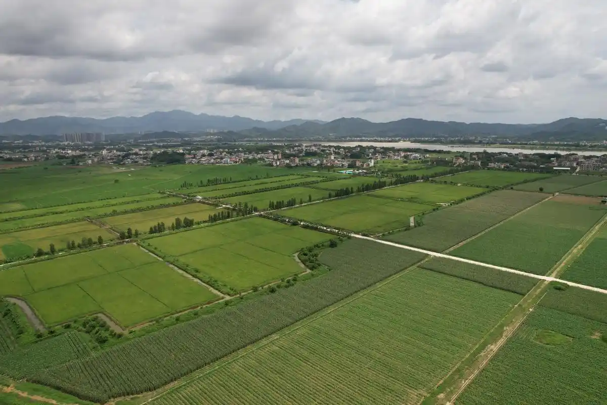 止减回增逾3000亩,惠州牢牢守住耕地保护红线