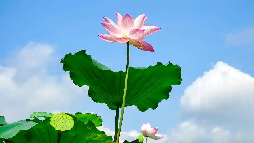 大雨摄影分享第1篇如何用手机拍出好看的荷花