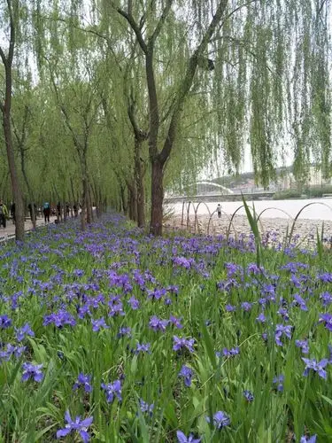 滨河路绿色长廊