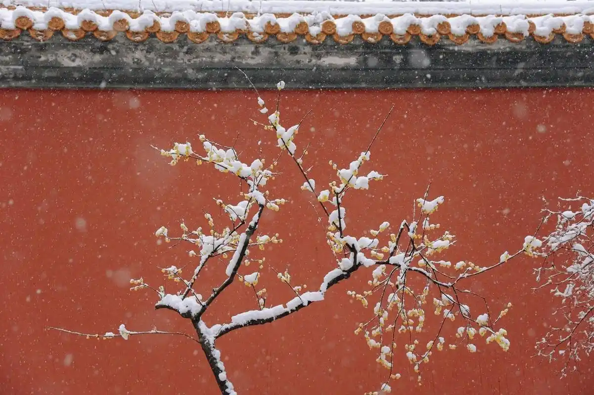 金陵初雪7615明孝陵7615腊梅傲雪开(附拍摄点) 时常羡慕故宫