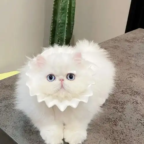 蓝眼睛波斯猫 | 像不像漫画里走出来的猫97_波斯猫_宠物_加菲猫