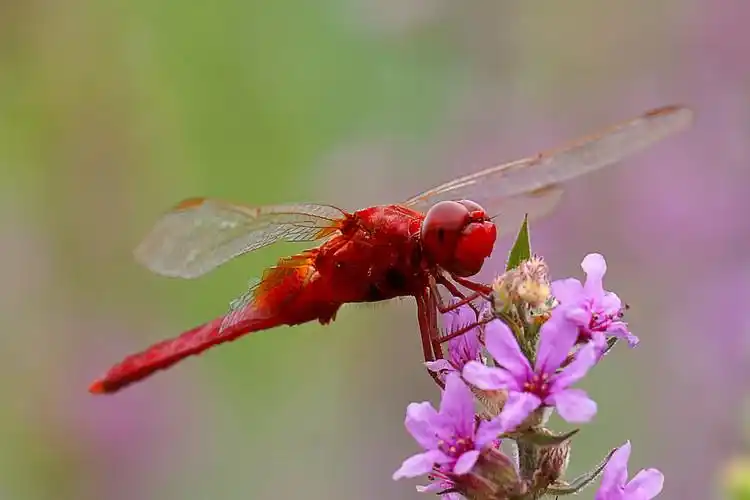 【原摄】花儿与红蜻蜓
