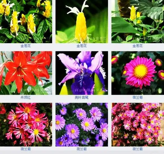 【转载】百花图谱展!每种花卉都标有花名