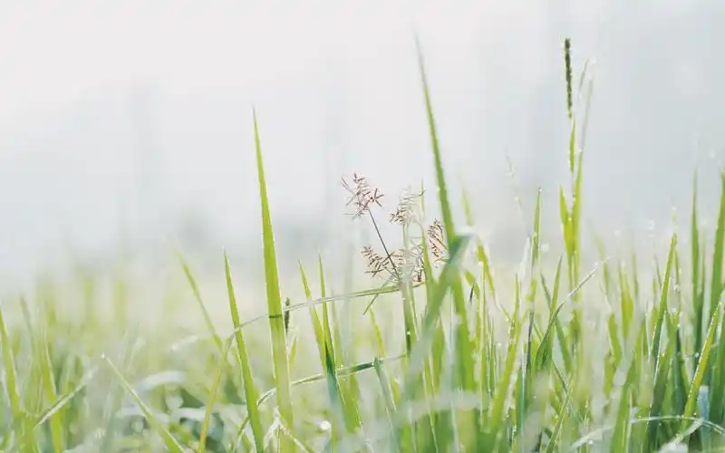 清晨独一无二的小清新植物ins风,高清壁纸,风景图片-回车桌面