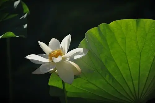 纯洁的白莲花