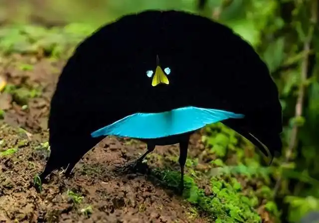 为什么说阿法六线风鸟求偶最难?看看它求偶的过程就明白了