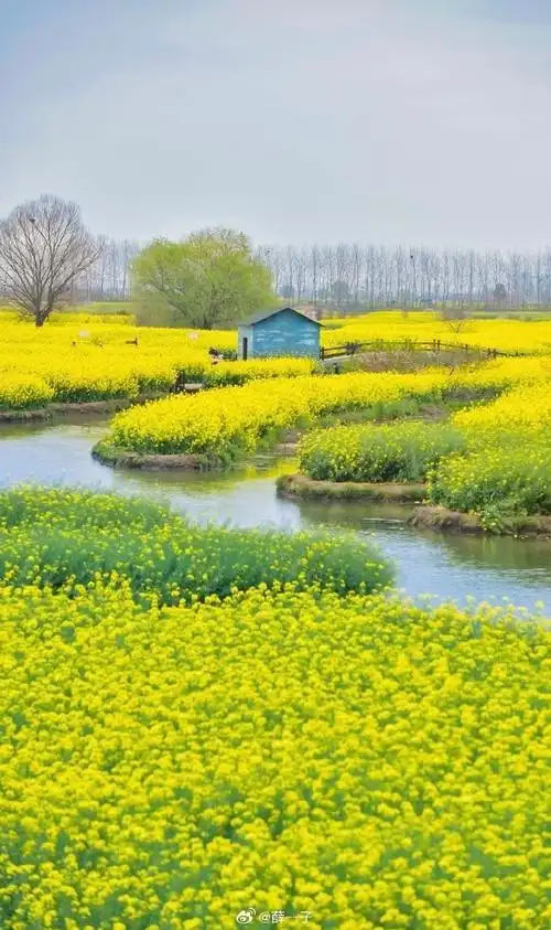 兴化2天1晚赏花攻略 |我宣布,这是春天水上油菜花的天花板了吧