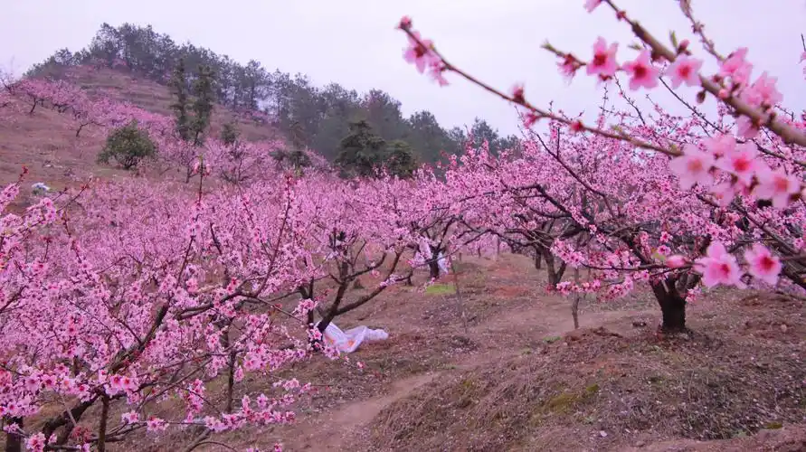 春风十里桃花红(浙中桃花源)