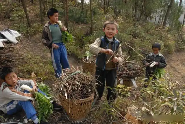 回忆小时候在农村砍柴的岁月,苦过也乐过