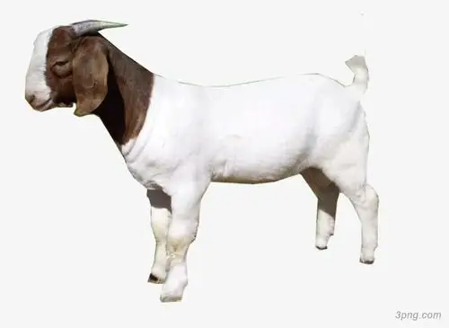 山羊png素材透明免抠图片-其他元素