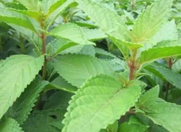 这个民间草药人们称它为土黄连人工种植多全草可入药价值很高