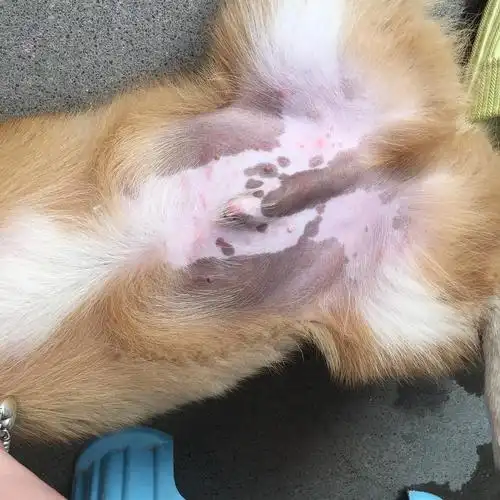 【讨论】狗肚子上有很多小红点