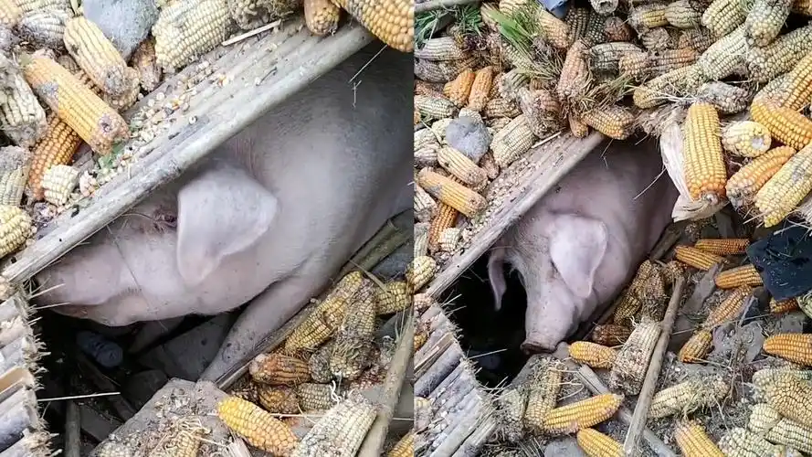 地震"猪坚强"被埋45天艰难存活,被发现时已暴瘦,主人当场泪崩