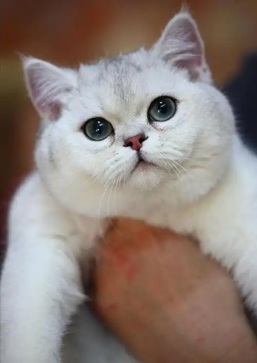 英国短毛猫中,有一种猫叫银渐层,也是非常受欢迎的英短猫,不少人也