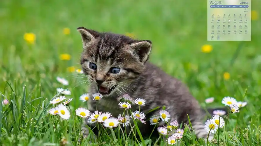 2021年8月超级呆萌可爱的小猫咪日历写真,月历壁纸-回车桌面