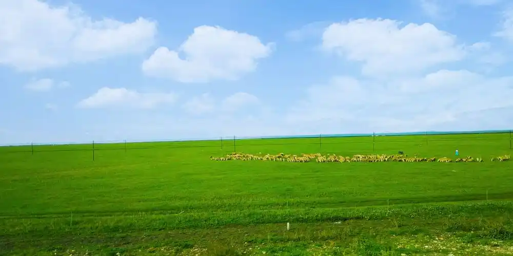 呼伦贝尔草原之旅