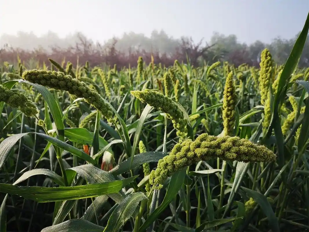 盛夏风景#沉甸甸的谷穗,让我们开始想象它丰收的样子.
