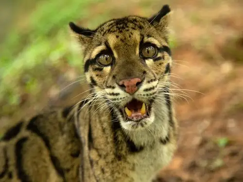 a clouded leopard strikes a pose for cameraman robin darius conz