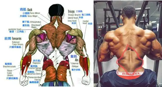 "圣诞树"肌肉走红,网友大呼这才是真正强壮的背部