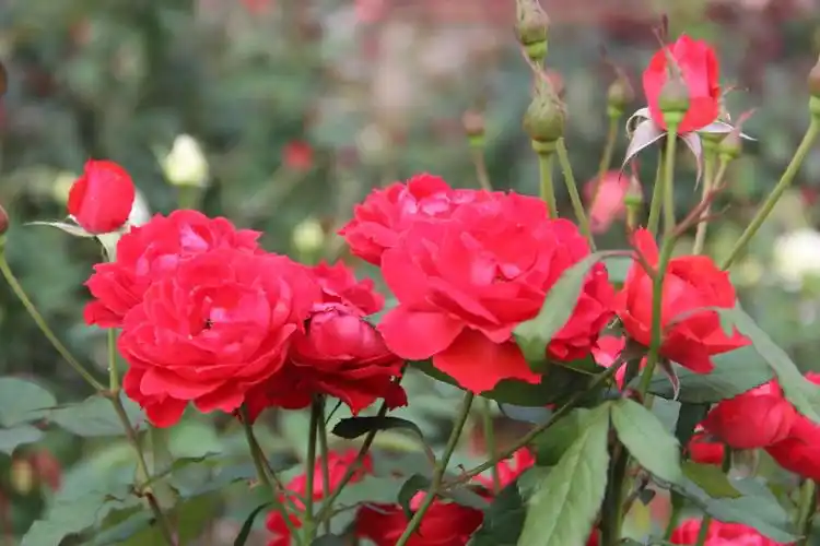 风雨彩虹,铿锵玫瑰,65张玫瑰照片送给您.