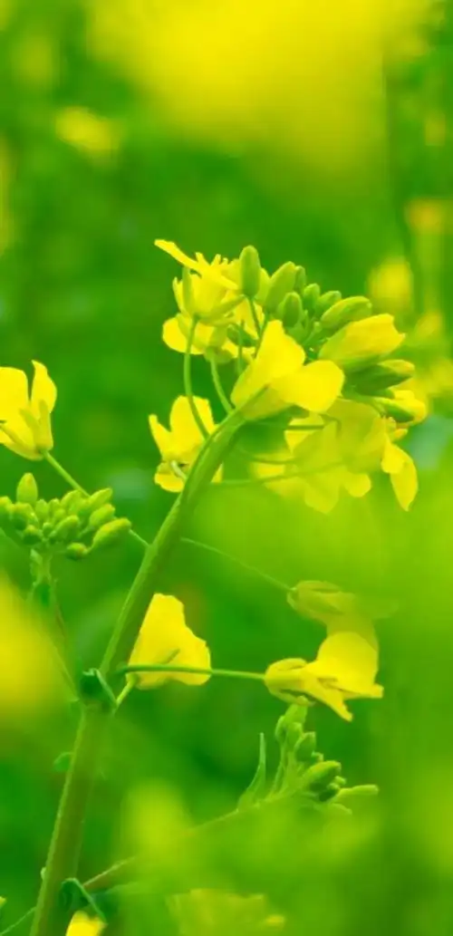 养眼的花朵壁纸