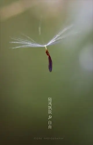 随风飘散的自由