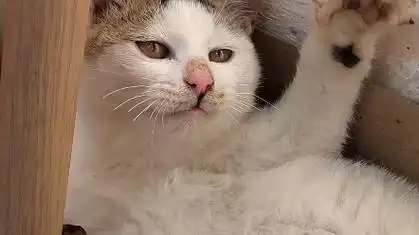 发现一只丑丑的猫,坤坤猫