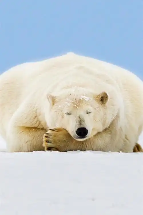 阿拉斯加北极熊睡觉,冰,雪