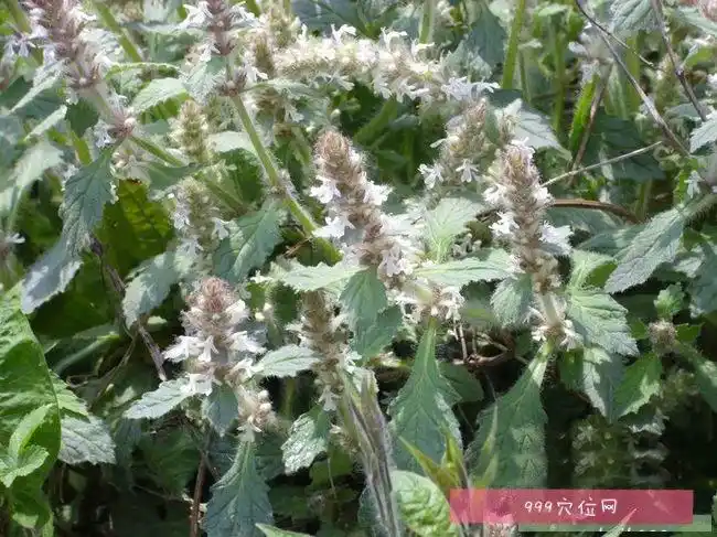 白毛夏枯草别名筋骨草,夏枯草,白花夏枯草,白毛夏枯草的功效是清肺