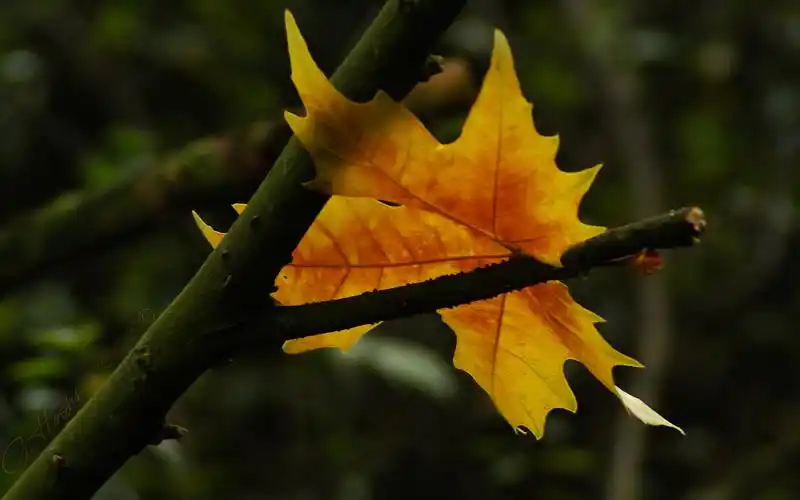 黄叶,深秋黄叶壁纸图片