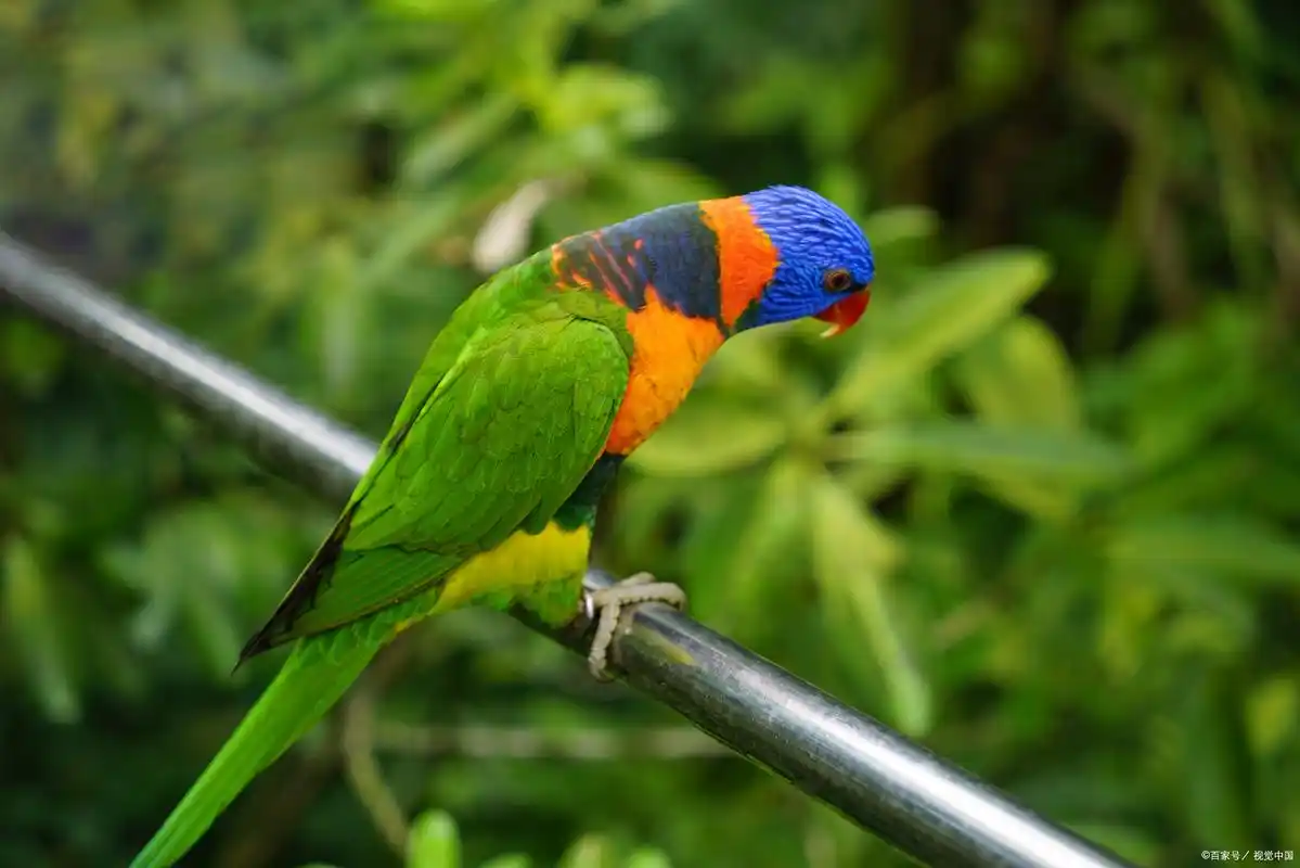 认识美丽的蓝头鹦哥