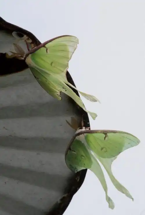 姬长尾水青蛾(学名:actias neidhoederi),又名木生长尾水青蛾,为天