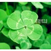四叶草头像图片大全幸运四叶草头像图片点击鼠标右键下载