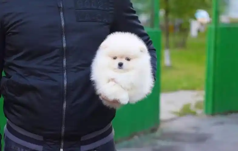 这只捧在手里胖嘟嘟的小毛球居然是狗狗?