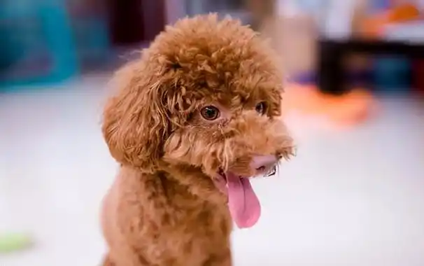 为何泰迪的"饲养率"如此低?沦为人人"恨"的狗