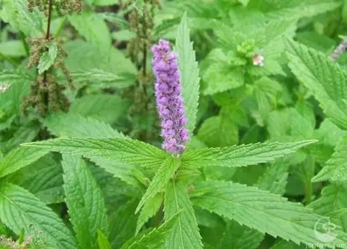 香薷的功效与作用香薷与藿香的区别