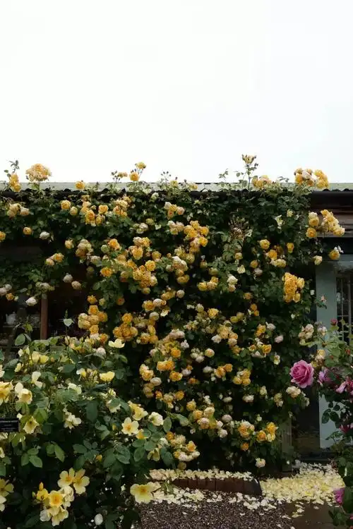 海妈花园访问2019英国奥斯汀玫瑰园朝圣之旅