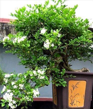 花卉新品九里香七里香花树苗室内盆栽带花四季浓香驱蚊虫包邮