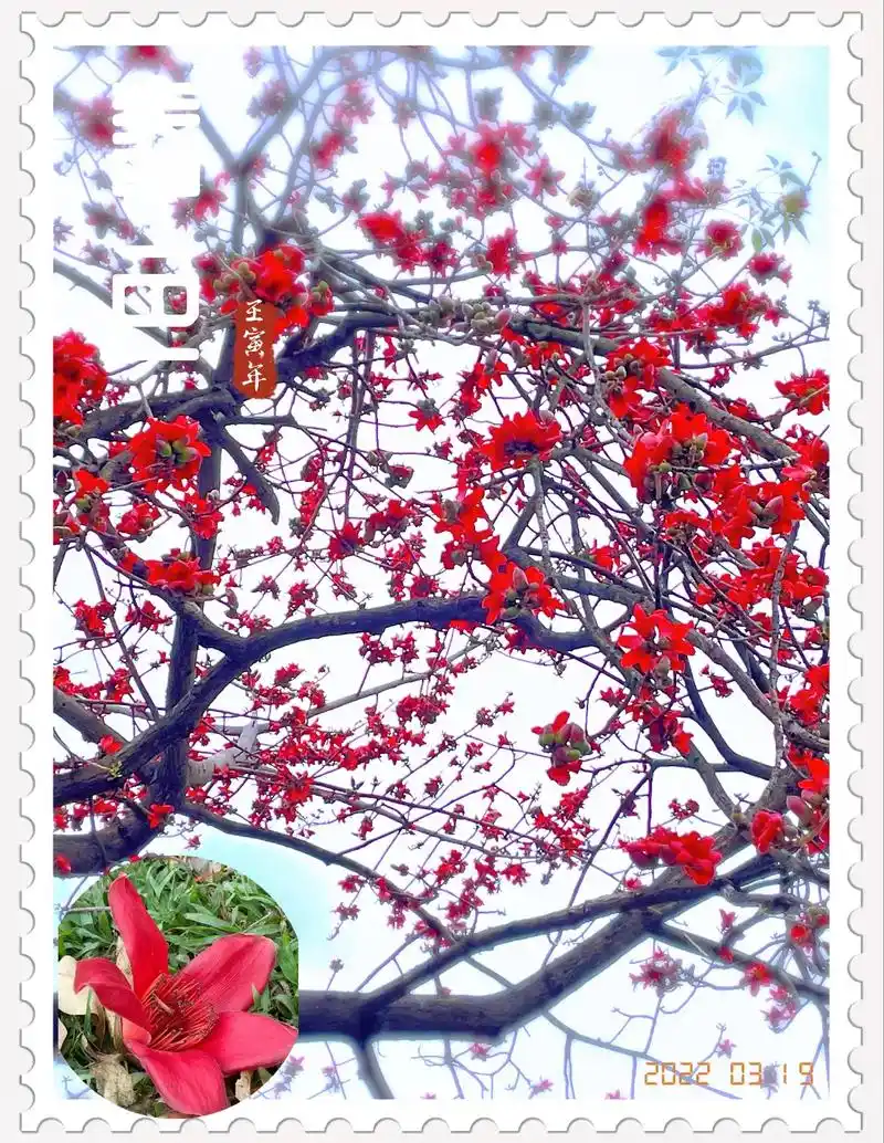 烂漫唯美的宫粉紫荆,  红艳而不媚俗的木棉花,    ……  - 抖音