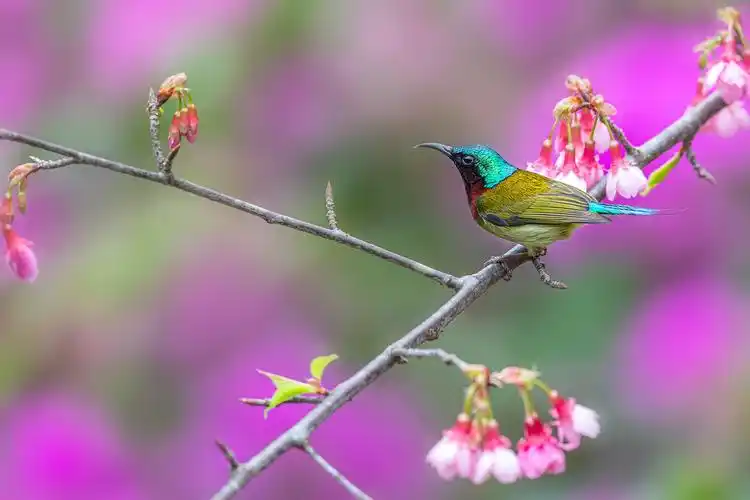 最美花鸟图——樱花与叉尾太阳鸟