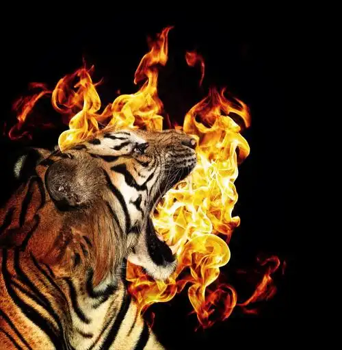 美丽的老虎的肖像,美丽老虎与火焰在黑棋背景的肖像