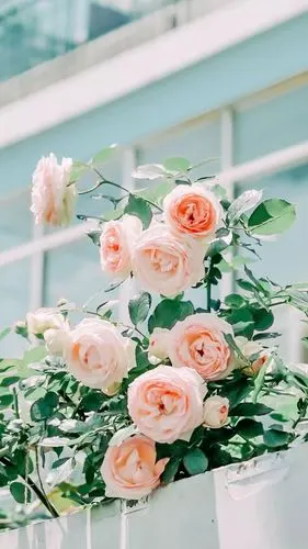 壁纸简约干净舒服小清新壁纸