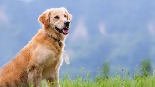 火红蚁还没解决50只巨型恐蚁又要入侵它们为何会来到我国