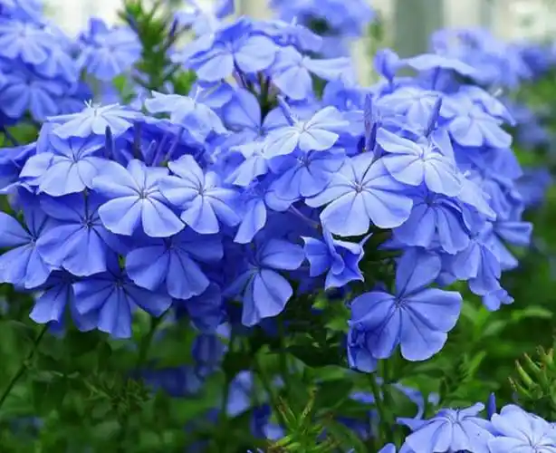 什么东西是蓝色的(什么花是蓝色的)