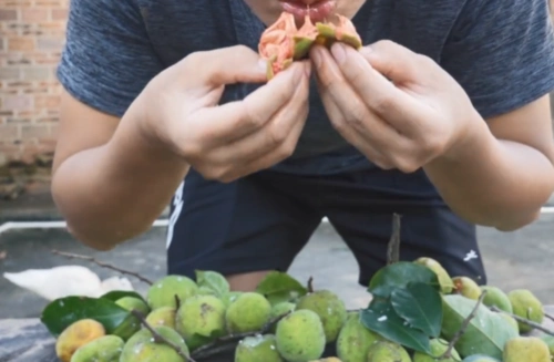 如有侵权请告知删除 图片来源于网络,如有侵权请告知删除 看这桂木果