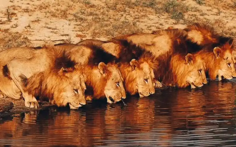 "坏男孩联盟"六兄弟个个骁勇善战,它们四处征战讨伐,无往而不利,打遍